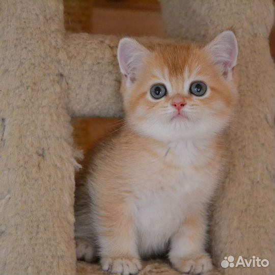 Золотой мальчик