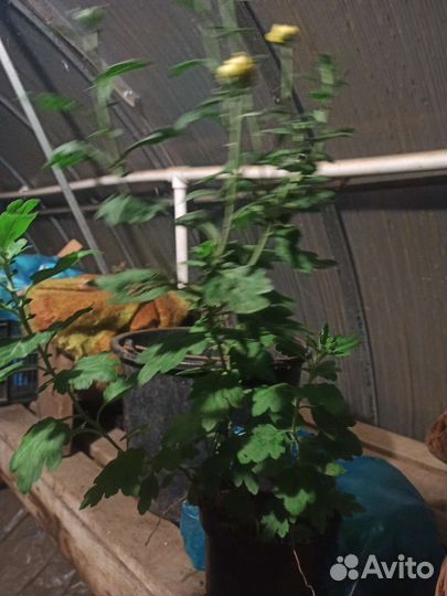 Хризантемы