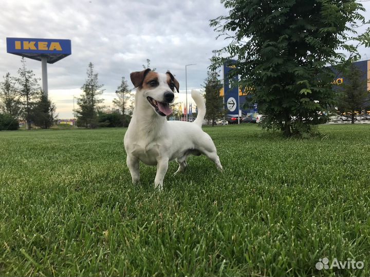 Дрт (Джек Рассел Терьер) кобель для вязки