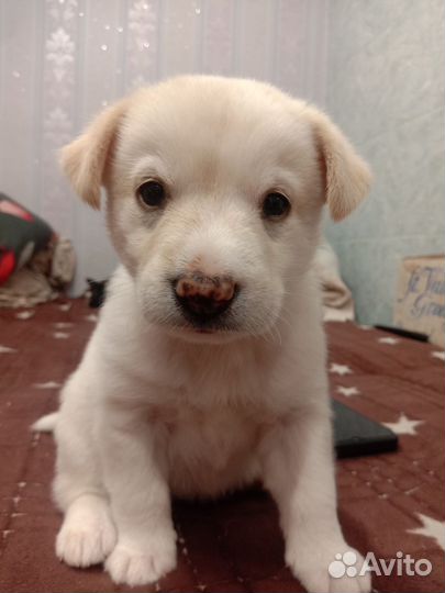 Щенок девочка в добрые руки бесплатно
