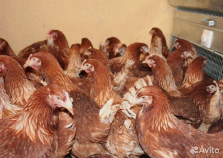 Куры молодки