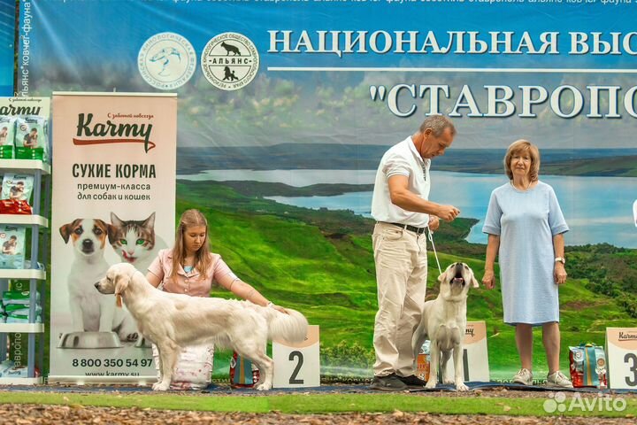 Хендлер. Выставки собак