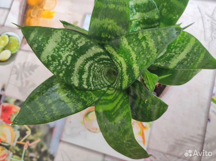 Сансевиерия ханни