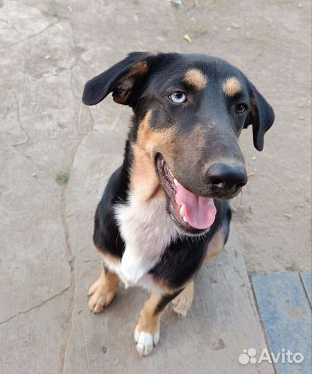 Щенок мальчик