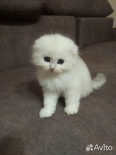 Шотландская