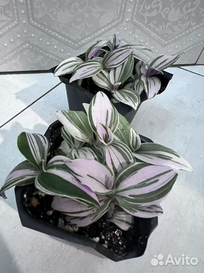 Традесканция Нанук