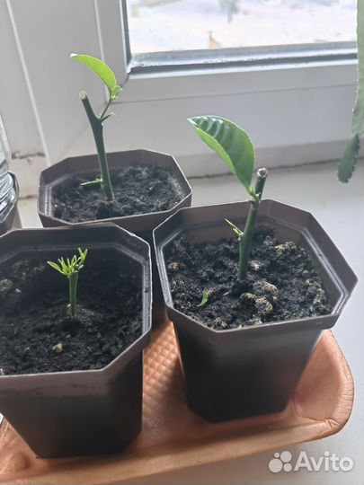 Каламандин