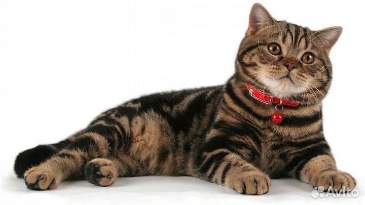 Шотландский кот на вязку