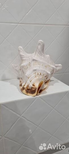 Ракушка интерьерная