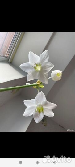 Эухарис амазонская лилия