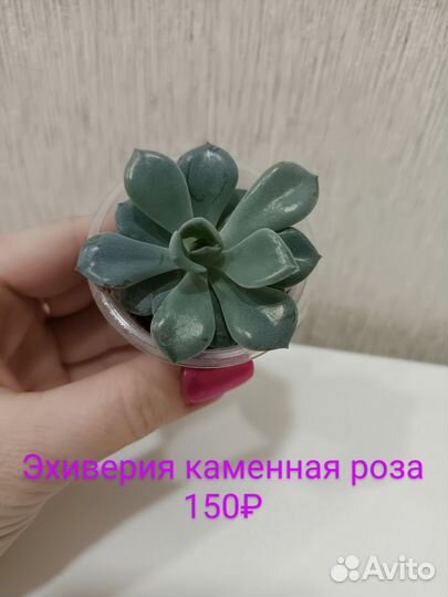 Суккуленты