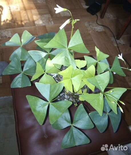 Кислица оксалис