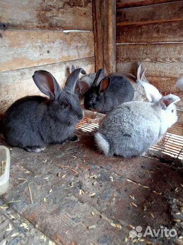 Кролики 75 процентов фландеры