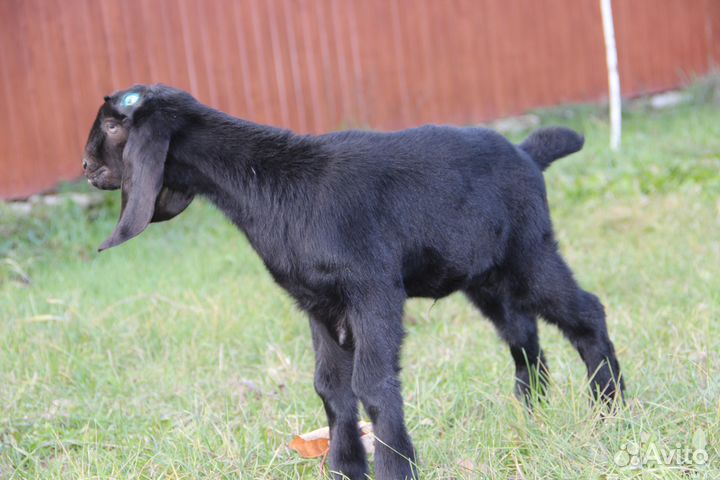 Молодняк и взрослые Англо-нубийцы