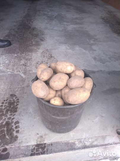 Картофель с доставкой на дом