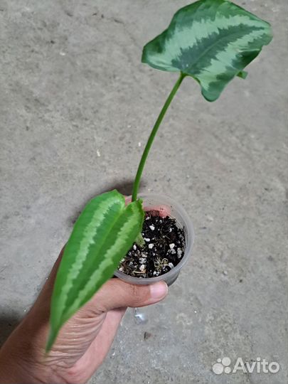 Шизматаглоттис Валличи