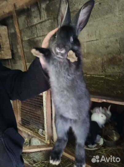 Продам кроликов