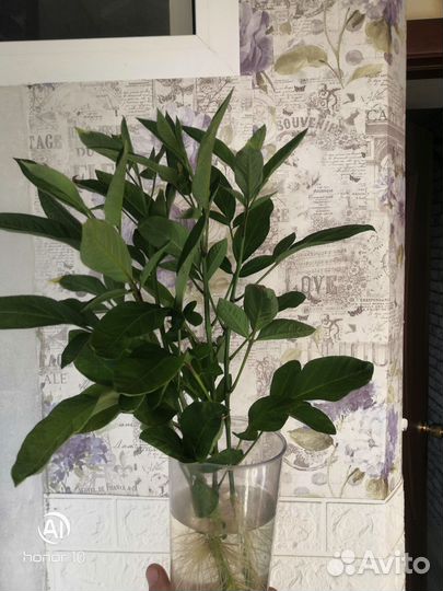 Пепино рамзес