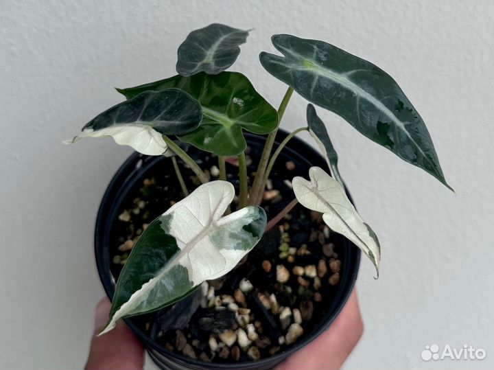 Алоказия бамбино вариегатная