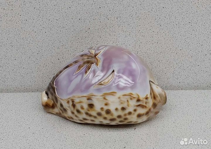 Ципрея с пальмами 9,4 морской сувенир подарок