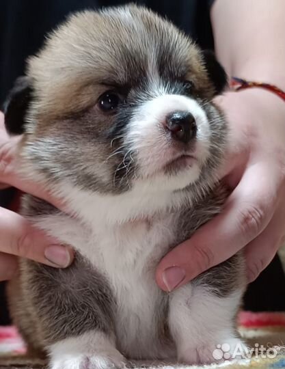Вельш корги пемброк