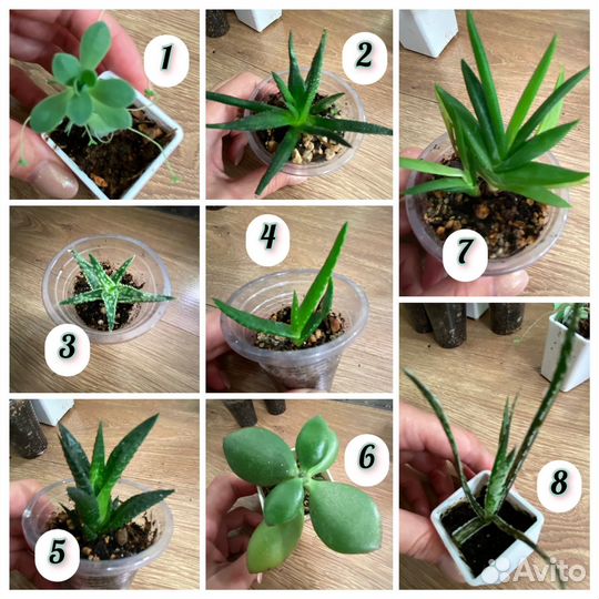 Набор суккулентов