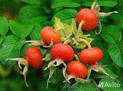 Шиповник сортовой