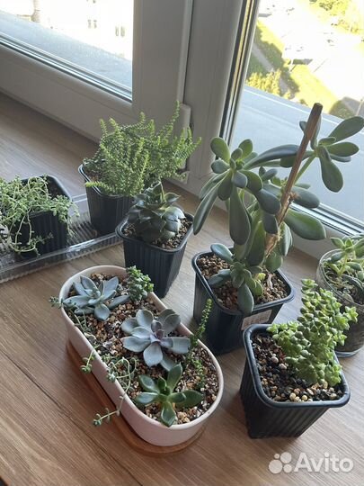 Суккуленты