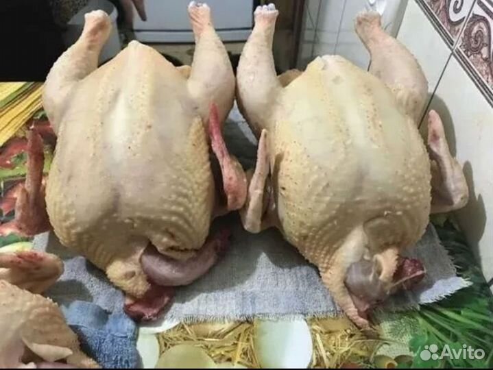 Мясо индейки
