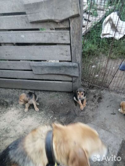 Щенки русской гончей от рабочей собаки