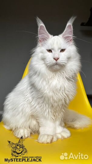 Мейн Кун Полидактильный