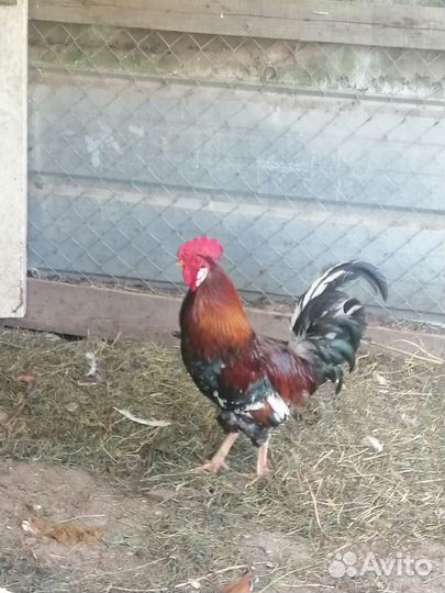 Петухи