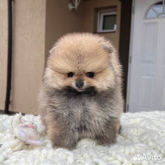 Шпиц миниатюрная девочка