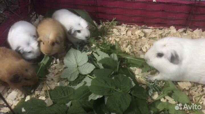 Морские свинки