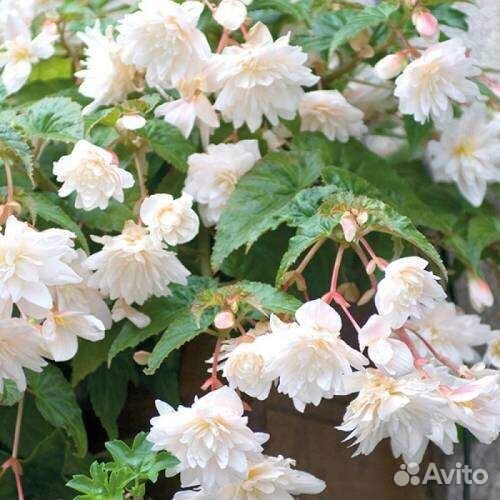 Много домашних цветов