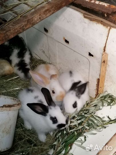Кролики Строкач