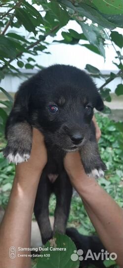 Щенки в добрые руки даром