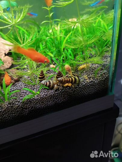 Рыба сом супер ред