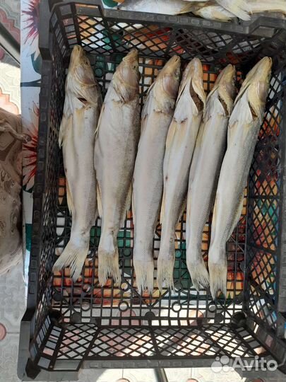 Вяленая рыба подсулок и др