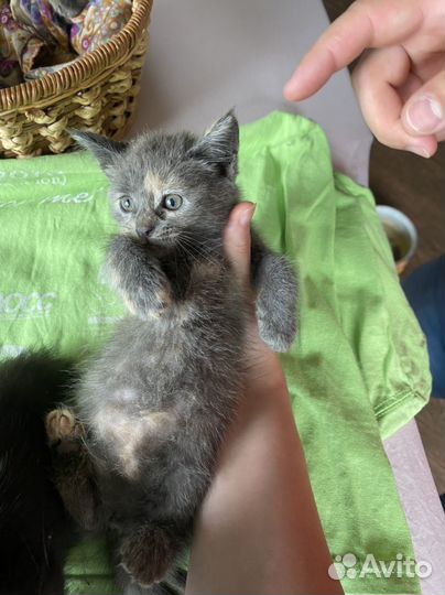 Прекрасные котята, в самые заботливые руки