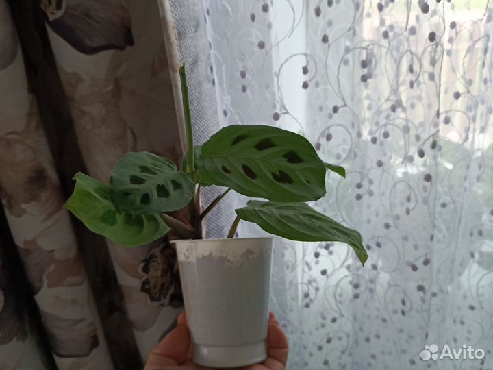 Маранта керховена