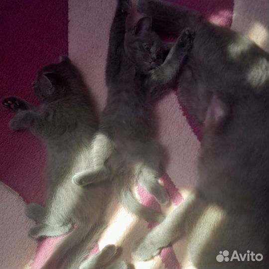 Шотландские вислоухие котята