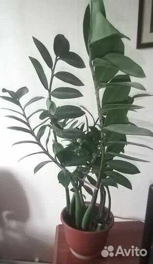 Замиокулькас- долларовое дерево