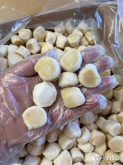 Морской гребешок Курильский