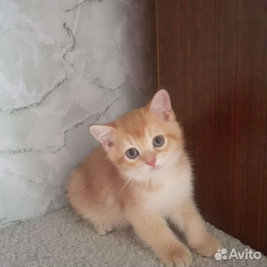 Шотландские котята скотиш страйт