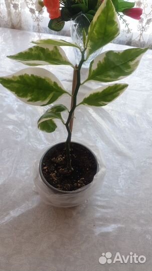 Замиокулькас