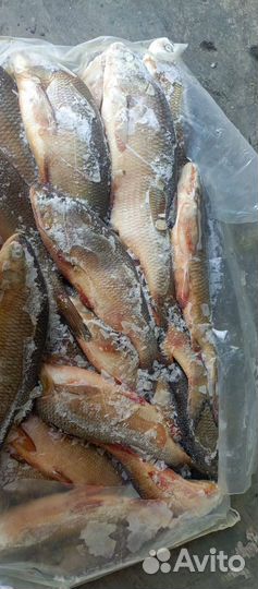 Язь свежемороженный