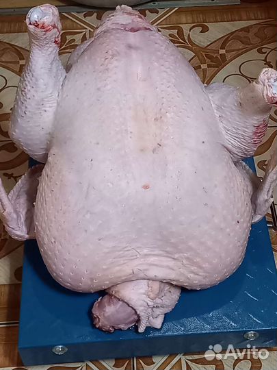 Мясо бройлера, индейки