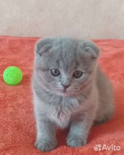 Вислоухая голубая