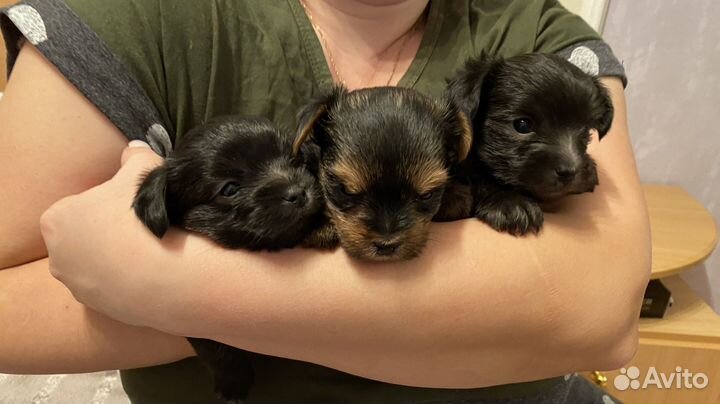 Йокширский терьер щенки